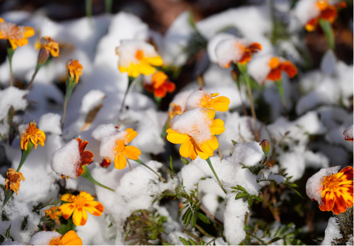 snowfall from Texas to New York.